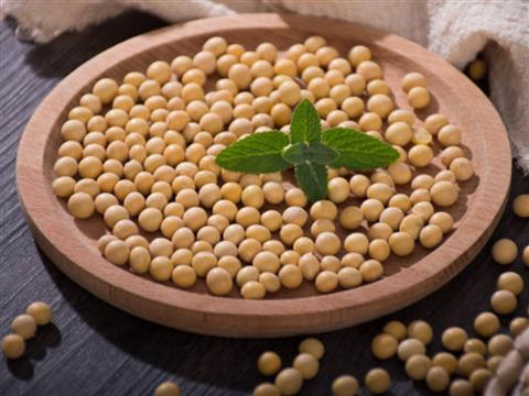 大豆